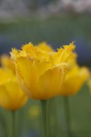 060512_BotanischerGarten_Tulpe04.jpg