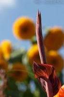 060908_BotanischerGarten_Blumenrohr04.jpg