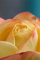 061015_Zuhause_Rose12.jpg