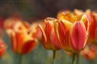 070421_BotanischerGarten_Tulpe02.jpg