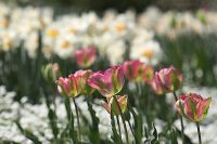 070421_BotanischerGarten_Tulpe14.jpg