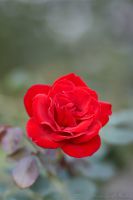 070801_Zuhause_Rose02.jpg