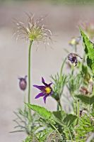 080509_BotanischerGarten_3499.jpg