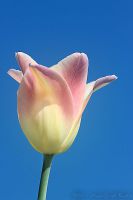 080509_BotanischerGarten_Tulpe_07.jpg