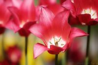 080509_BotanischerGarten_Tulpe_08.jpg