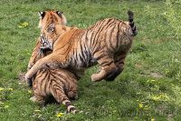 050429_Tierpark_Tiger30.jpg