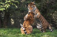 051014_Tierpark_Tiger099.jpg