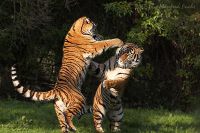 051014_Tierpark_Tiger104.jpg