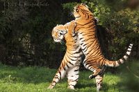 051014_Tierpark_Tiger108.jpg