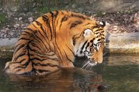 051014_Tierpark_Tiger149.jpg