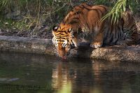 051014_Tierpark_Tiger174.jpg