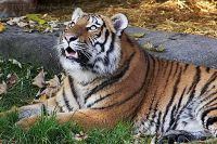 051014_Tierpark_Tiger185.jpg