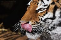 060219_Tierpark_Tiger10.jpg