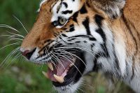 080704_Tierpark_Tiger_28.jpg