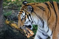 080806_Tierpark_Tiger_04.jpg