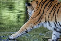 080806_Tierpark_Tiger_19.jpg