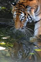 080806_Tierpark_Tiger_23.jpg