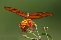 060728_BotanischerGarten_Schmetterling29.jpg