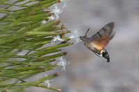 060730_BotanischerGarten_Taubenschwaenzchen01.jpg