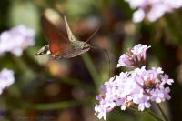 100911_BotanischerGarten_Taubenschwaenzchen_34.jpg