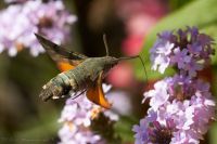 100911_BotanischerGarten_Taubenschwaenzchen_41.jpg