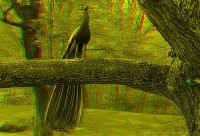 060505_Tierpark_Pfau14_rg.jpg