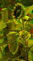 080726_BotanischerGarten_Sonnenblume_rg.jpg