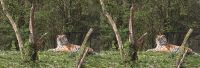 060505_Tierpark_Tiger01_kb.jpg