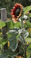 080726_BotanischerGarten_Sonnenblume_wb.gif