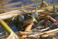 080509_BotanischerGarten_Frosch_09.jpg