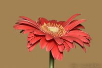 060326_Gerbera02.jpg