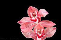 080101_Zuhause_Orchidee01.jpg