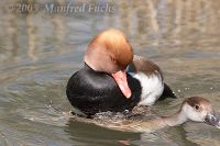 050422_Tierpark_Kolbenente01.jpg