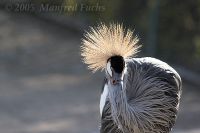 050422_Tierpark_Kronenkranich02.jpg