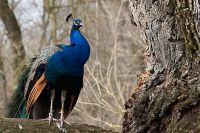 060219_Tierpark_Pfau13.jpg