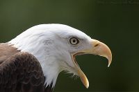 060513_Tierpark_Seeadler10.jpg