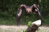 060513_Tierpark_Steinadler11.jpg