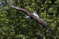 060612_Tierpark_Weisskopfseeadler01.jpg