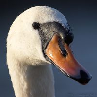 061107_Tierpark_Schwan17.jpg