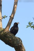 070408_Zuhause_Amsel03.jpg