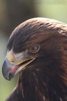 070414_Tierpark_Steinadler03.jpg