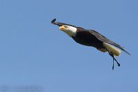 070607_WildparkPoing_Adler06.jpg