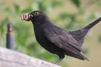 070630_Zuhause_Amsel10.jpg