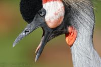 080806_Tierpark_Kronenkranich_05.jpg