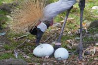 100825_Tierpark_Kronenkranich_04.jpg