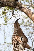 050415_Tierpark_Giraffe08.jpg