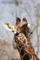 050415_Tierpark_Giraffe11.jpg