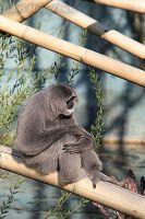 050422_Tierpark_Gibbon03.jpg