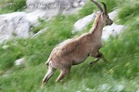 050708-10_Probstalm_Steinbock13.jpg