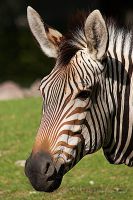 050902_Tierpark_Zebra01.jpg